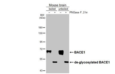 Anti-BACE1 antibody [N1C2] used in Western Blot (WB). GTX103757