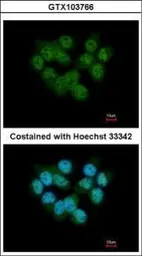 Anti-SEPHS2 antibody used in Immunocytochemistry/ Immunofluorescence (ICC/IF). GTX103766
