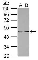 Anti-EBP1 antibody used in Western Blot (WB). GTX103791