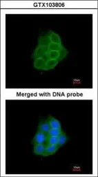 Anti-PCDH1 antibody [N1N3] used in Immunocytochemistry/ Immunofluorescence (ICC/IF). GTX103806