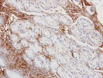 Anti-Haptoglobin antibody used in IHC (Paraffin sections) (IHC-P). GTX103894