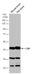 Anti-CNPase antibody used in Western Blot (WB). GTX103954
