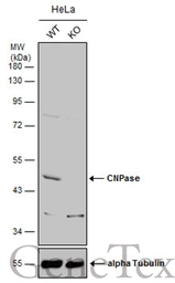 Anti-CNPase antibody used in Western Blot (WB). GTX103954