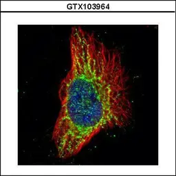 Anti-RPS3 antibody used in Immunocytochemistry/ Immunofluorescence (ICC/IF). GTX103964