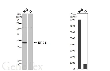 Anti-RPS3 antibody used in Western Blot (WB). GTX103964