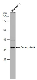 Anti-Cathepsin S antibody used in Western Blot (WB). GTX103988
