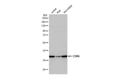 Anti-CDK6 antibody [N1C3] used in Western Blot (WB). GTX103992