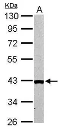 Anti-ARG2 antibody used in Western Blot (WB). GTX104036