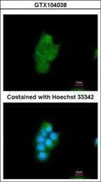 Anti-Cyclophilin 40 antibody used in Immunocytochemistry/ Immunofluorescence (ICC/IF). GTX104038