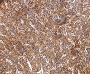 Anti-Cyclophilin 40 antibody used in IHC (Paraffin sections) (IHC-P). GTX104038