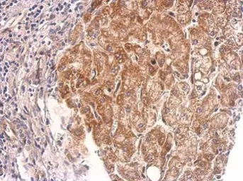 Anti-Cyclophilin 40 antibody used in IHC (Paraffin sections) (IHC-P). GTX104038