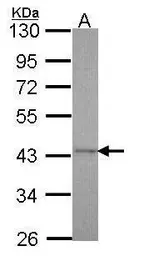 Anti-Cyclophilin 40 antibody used in Western Blot (WB). GTX104038