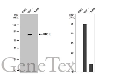 Anti-UBE1L antibody [N1N2], N-term used in Western Blot (WB). GTX104103