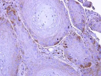 Anti-UBE1L antibody [N1N2], N-term used in IHC (Paraffin sections) (IHC-P). GTX104103
