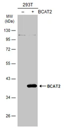 Anti-BCAT2 antibody used in Western Blot (WB). GTX104121