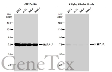 Anti-Hsp70 antibody used in Western Blot (WB). GTX104126