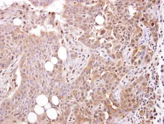 Anti-STOML1 antibody [N2C3] used in IHC (Paraffin sections) (IHC-P). GTX104187