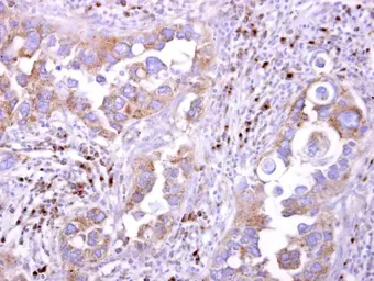 Anti-LILRB5 antibody [N2C1], Internal used in IHC (Paraffin sections) (IHC-P). GTX104193