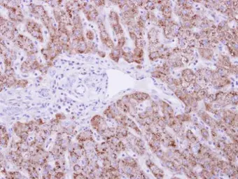 Anti-DUSP19 antibody used in IHC (Paraffin sections) (IHC-P). GTX104197