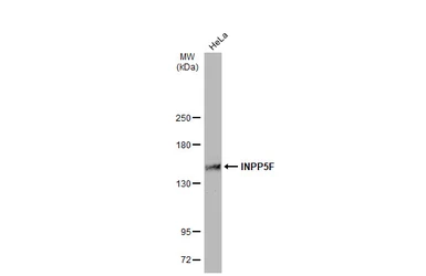 Anti-INPP5F antibody used in Western Blot (WB). GTX104273