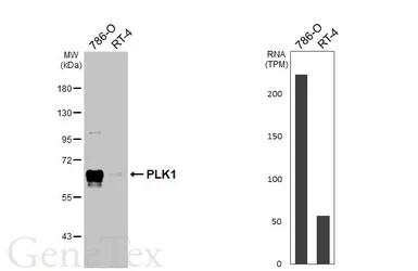 Anti-PLK1 antibody [N2C2], Internal used in Western Blot (WB). GTX104302