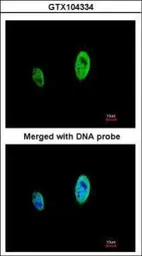 Anti-Timeless antibody [N1N2], N-term used in Immunocytochemistry/ Immunofluorescence (ICC/IF). GTX104334