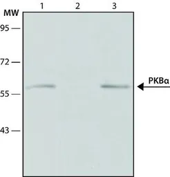 Anti-AKT1 antibody [PKB-175] used in Immunoprecipitation (IP). GTX10438