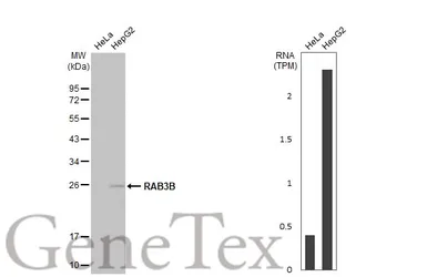 Anti-RAB3B antibody [N1C3] used in Western Blot (WB). GTX104380