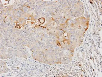 Anti-GSTA4 antibody [N1C3] used in IHC (Paraffin sections) (IHC-P). GTX104390