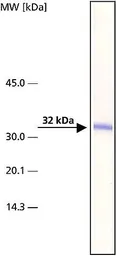 Anti-ARTS antibody [ARTS51] used in Western Blot (WB). GTX10440