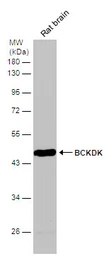 Anti-BCKDK antibody [N2C3] used in Western Blot (WB). GTX104477