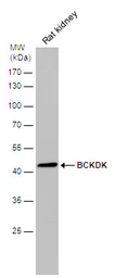 Anti-BCKDK antibody [N2C3] used in Western Blot (WB). GTX104477