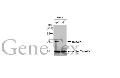 Anti-BCKDK antibody [N2C3] used in Western Blot (WB). GTX104477