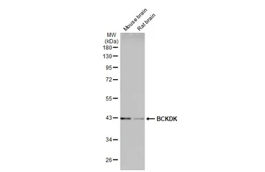 Anti-BCKDK antibody [N2C3] used in Western Blot (WB). GTX104477