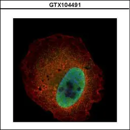 Anti-Kallikrein 6 antibody used in Immunocytochemistry/ Immunofluorescence (ICC/IF). GTX104491
