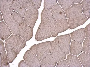 Anti-LDB1 antibody [N2C3] used in IHC (Paraffin sections) (IHC-P). GTX104531