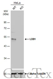 Anti-LDB1 antibody [N2C3] used in Western Blot (WB). GTX104531