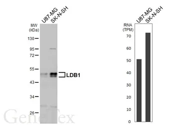Anti-LDB1 antibody [N2C3] used in Western Blot (WB). GTX104531