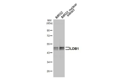 Anti-LDB1 antibody [N2C3] used in Western Blot (WB). GTX104531