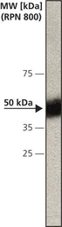 Anti-Caspase 12 antibody [14F7] used in Western Blot (WB). GTX10455