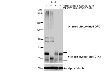 Anti-Glypican 1 antibody [N3C3] used in Western Blot (WB). GTX104557