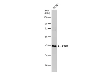 Anti-ERK2 antibody [N1], N-term used in Western Blot (WB). GTX104613