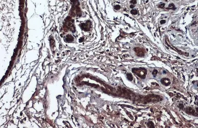 Anti-ERK2 antibody [N1], N-term used in IHC (Paraffin sections) (IHC-P). GTX104613
