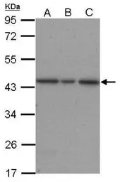 Anti-ERK2 antibody [N1], N-term used in Western Blot (WB). GTX104613