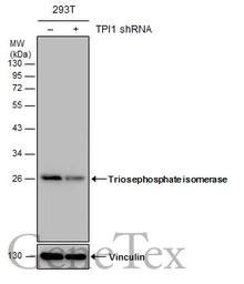 Anti-Triosephosphate isomerase antibody [C2C3], C-term used in Western Blot (WB). GTX104618