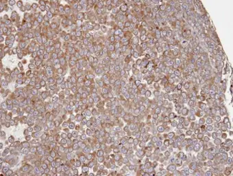 Anti-COX1 antibody [C3], C-term used in IHC (Paraffin sections) (IHC-P). GTX104634