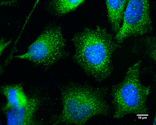 Anti-Bif-1 antibody [C2C3], C-term used in Immunocytochemistry/ Immunofluorescence (ICC/IF). GTX104636