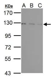 Anti-USP15 antibody [C3], C-term used in Western Blot (WB). GTX104644