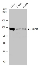 Anti-USP15 antibody [C3], C-term used in Western Blot (WB). GTX104644