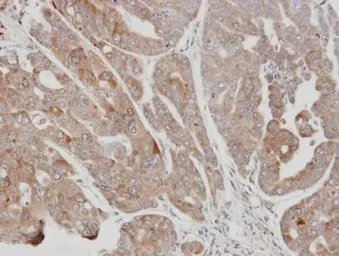 Anti-USP15 antibody [C3], C-term used in IHC (Paraffin sections) (IHC-P). GTX104644